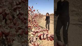 Harvesting red dates process [upl. by Mosenthal]