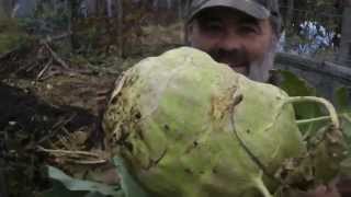 Kohlrabi for Winter Storage [upl. by Siseneg]