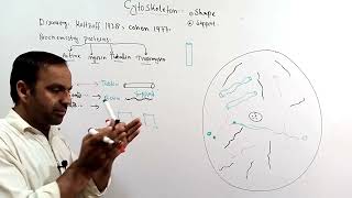 Cytoskeleton  Structure and functions of cytoskeleton  Types of cytoskeleton  Class 9 and 11 [upl. by Junia]