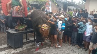 MACAN MACANAN JARANAN SATRIO PUTRO LIVE BANJAR [upl. by Asilegna]