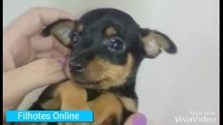 Pinscher Zero  Filhotes de Pinscher Canil Filhotes On Line [upl. by Ennovihs]