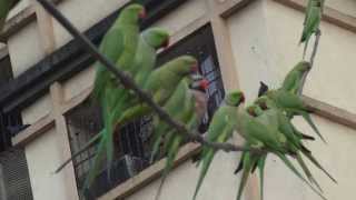 Redbreasted Parakeet with Roseringed Parakeets [upl. by Ahsenahs]