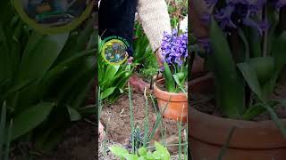 Tip Jardinero Fertilizante a base de cenizas [upl. by Shannen]