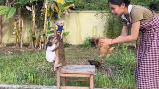 Mom Introduced Baby Doggie To All Monkeys In Family Especially Monica [upl. by Ordnajela314]