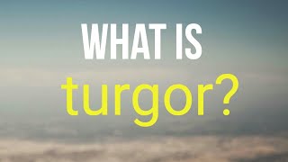 What is turgor [upl. by Taft831]