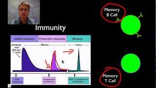 The Immune System [upl. by Decato]