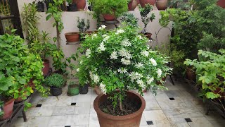 Madhukamini plant 3 variety flowers Orange jasmine Murraya paniculata kamini plant care shorts [upl. by Harriet]