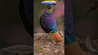 the himalayan monal viral shorts [upl. by Gery]