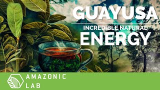 The SECRET BENEFITS of GUAYUSA  AMAZONIC LAB [upl. by Anilag981]