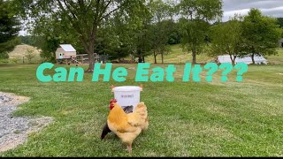 Can My Roosters Eat Layer Feed [upl. by Nomzed]