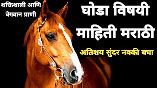 horse information in marathi  घोड्याची माहिती  घोड्या विषयी माहिती  घोडा माहिती मराठी  horse [upl. by Drageruaeb]