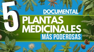 ✅ DOCUMENTAL 5 plantas MEDICINALES más PODEROSAS 🌿 [upl. by Aikemit]