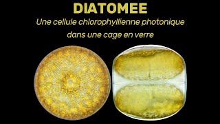 Diatomées Cellules chlorophylliennes siliceuses augmentées par photonique dominantes dans le phyto [upl. by Ydac]