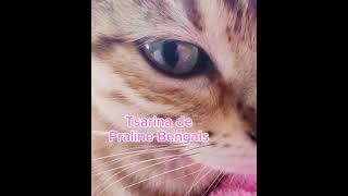 Princesse Tsarina de Praline Bengals cat catlover bengal chat [upl. by Nanis640]