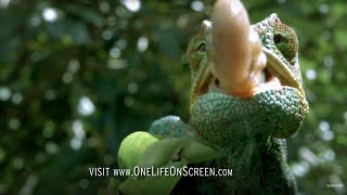 Chameleon Tongue In Slow Motion  One Life  BBC Earth [upl. by Josy869]