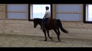 Three Tips to Improving Canter Transitions [upl. by Ainiger]