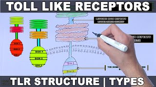 Toll Like Receptors  Structure and Types [upl. by Fortune51]