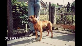 Dublin Red Staffordshire Bull Terriers [upl. by Kealey]