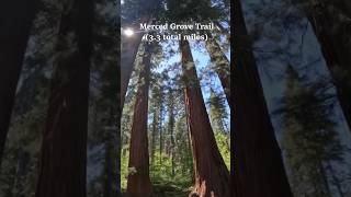 2 Family Friendly Yosemite Hikes Tuolumne and Merced Grove Trails yosemite outdoors [upl. by Onin]