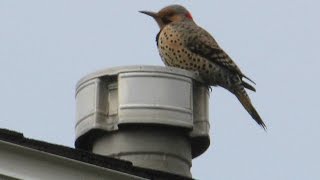 Woodpecker Using Our Metal Vent for Mating Call [upl. by Ettevol91]