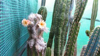 Pilosocereus pachycladus Cactus from Buds to Blooms  Blue Columnar Cactus  Pilosocereus azureus [upl. by Killion]