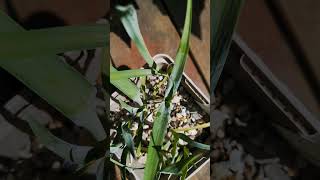 Yucca filamentosa ssp concava 🌱 yucca garden greenhouse gardening fromseed plants nature [upl. by Anavlys]