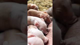 OUR LATEST ARRIVALS ON THE FARM pigsyoutubeshortscute [upl. by Aliekat]