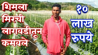 ढोबळी शिमला मिरची लागवडीतून कमवले १० लाख रुपये Shimla Mirchi Lagwad in Marathi [upl. by Bridget]