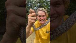 Macleay’s water snake australia reptiles wildlifeofaustralia capeyork ork [upl. by Ibok]