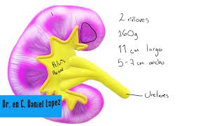 Fisio Renal Parte 1 Anatomía macroscópica [upl. by Ciredec]