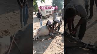 Orchitis  scrotal edema  of Bull treatment cattle male viralvideo [upl. by Winola]