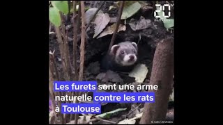 A Toulouse des furets pour chasser les rats [upl. by Thar]