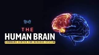 The Human Brain  Command Center for Nervous System  Hindi  Infinity Stream [upl. by Carberry540]