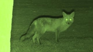 Foxing  Brilliant HD night vision fox shooting [upl. by Adnawaj500]