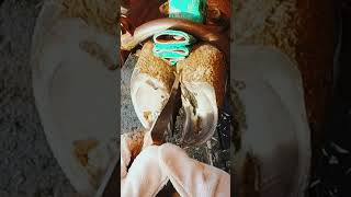 Ulcer under hoof Cow hoof care asmr satisfying hoof [upl. by Berfield]