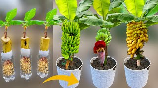 How To Grow Banana Trees From Banana Fruit  Growing Banana Plant From Banana Fruit Lot Of Fruits [upl. by Ardnassac454]