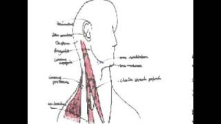 Cavité buccale oropharynx et glandes salivaires [upl. by Ahsinned]