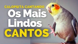 Calopsita Cantando os MELHORES CANTOS de Calopsitas Para Ensinar sua Calopsitas  ATUALIZADO [upl. by Maryn]