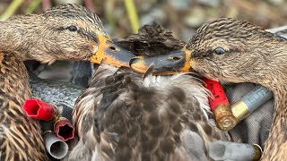 Caccia alle anatre Ducks Hunting Benelli Raffaello Crio calibro 28 Mallard GoPro robertoardesi421 [upl. by Shayla]