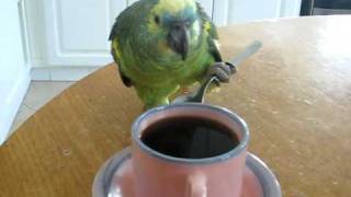 Loro tomando café con cuchara [upl. by Htebyram]