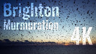 Cinematic Starling Murmuration in Brighton  DJI Mini 2 4K [upl. by Eimia703]