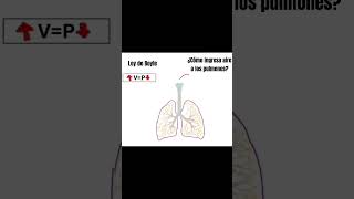 Ventilación pulmonar fisiologia respiratorio cienciasdelasalud [upl. by Luapnaej836]