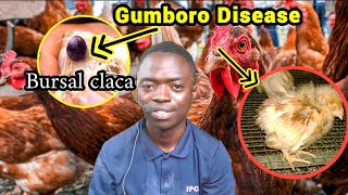 Gumboro Disease in CHICKENSwhat to look for [upl. by Goldner]