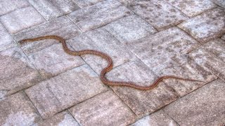 Large Wild Florida Corn Snake Red Rat Snake [upl. by Enilauqcaj]