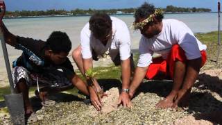 Seacologys Mangrove Planting in Tuvalu [upl. by Siraved]