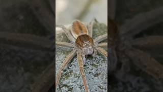 Giant water spider spider water nature wildlife [upl. by Kaine]