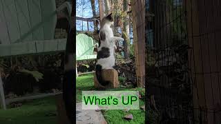 Whats Up shorts cuteanimals cat [upl. by Chelsy]