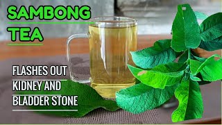 This TEA Flushes Out KIDNEY and BLADDER STONE Naturally  Fresh SAMBONG TEA  Pinoy Herbal Tea [upl. by Aiki]