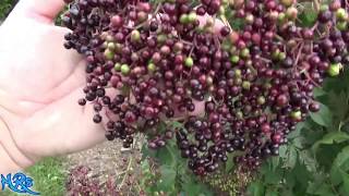 ⟹ Elderberry  Sambucus canadensis  A look at the tree flowers and berries 2018 [upl. by Hale420]