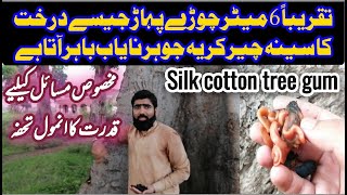 silk cotton tree gum benefits in urdu moshras ke fayde  موچرس گوند سنبھل کے فوائد لیکوریا کا علاج [upl. by Aiuqcaj]